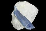 Vibrant Blue Kyanite Crystal in Quartz - Brazil #95579-1